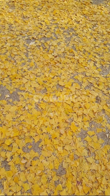낙엽,은행잎,가을,남이섬,은행나무,식물,가을,계절,fall,autumn,season