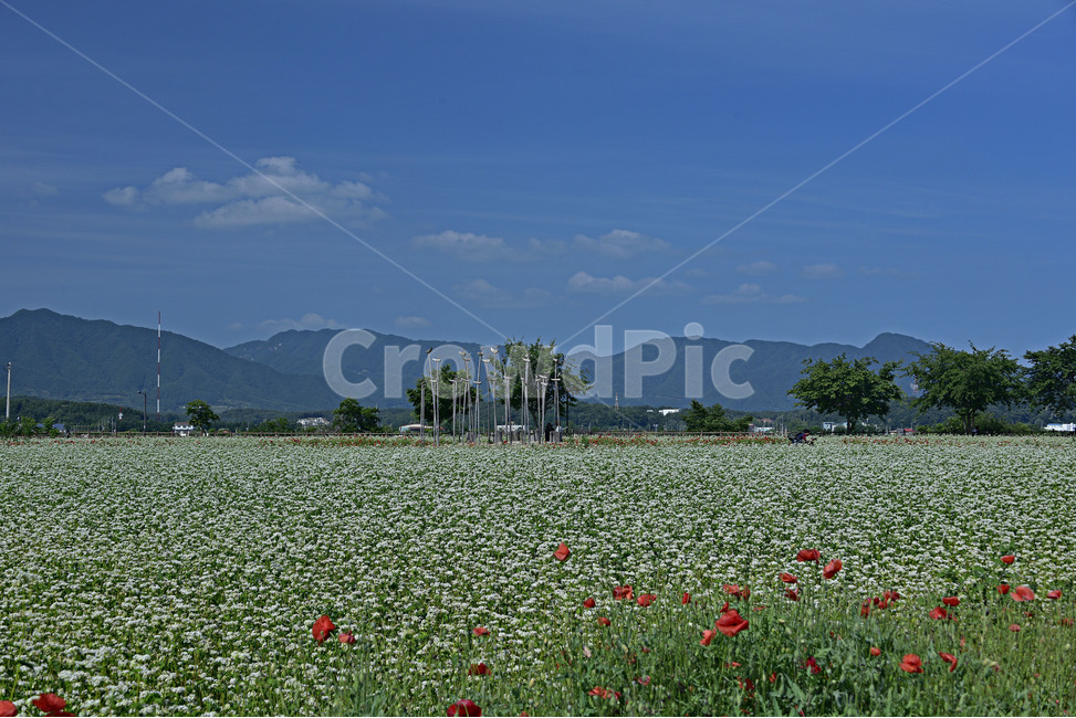 메밀꽃,이효석,봉평,연인,메밀꽃필무렵,메밀꽃축제,자연,풍경,nature,landscape