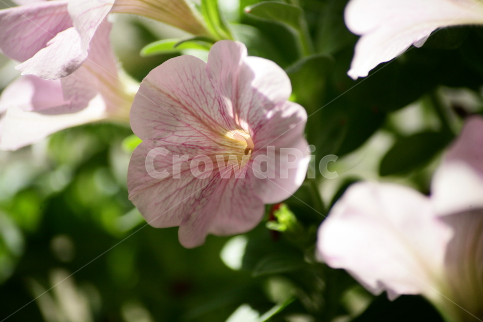 꽃,식물,화분,화초,취미,식물,자연,plants,nature,꽃,flower