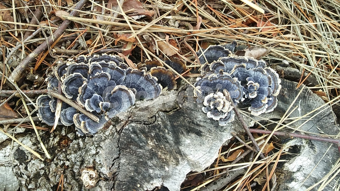 죽은나무,버섯,버섯꽃,화려한버섯,독버섯