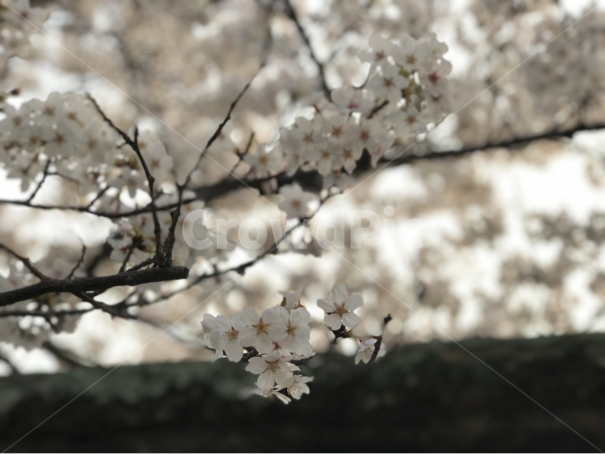 봄,벚꽃,사쿠라,벚나무,봄꽃,봄,계절,spring,season,식물,자연,plants,nature,꽃,flower,plant,blossom