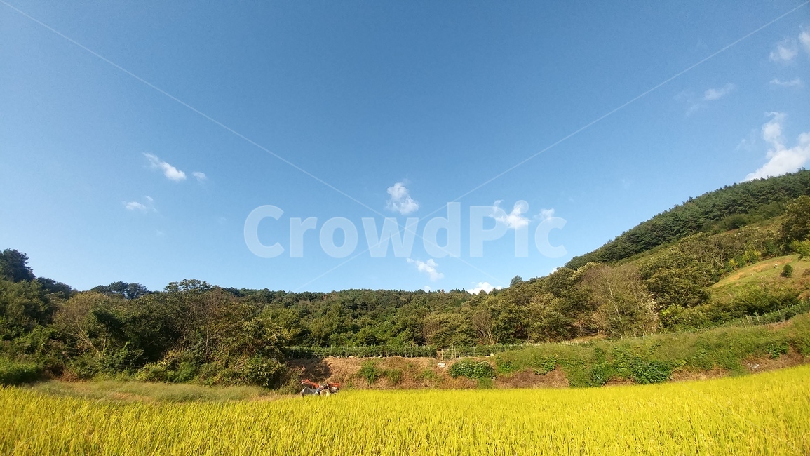 가을,논,벼,하늘,계절,곡식,산업,industry,industrial,농업,농사,agriculture,farming,farming industry