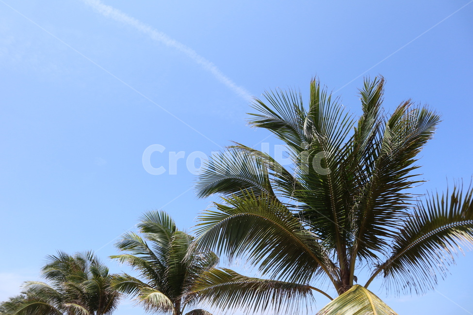 하늘,야자수,여름,풍경,구름,sky,summer,cloud,tree,자연,풍경,nature,landscape,나무,palm tree,plant,식물