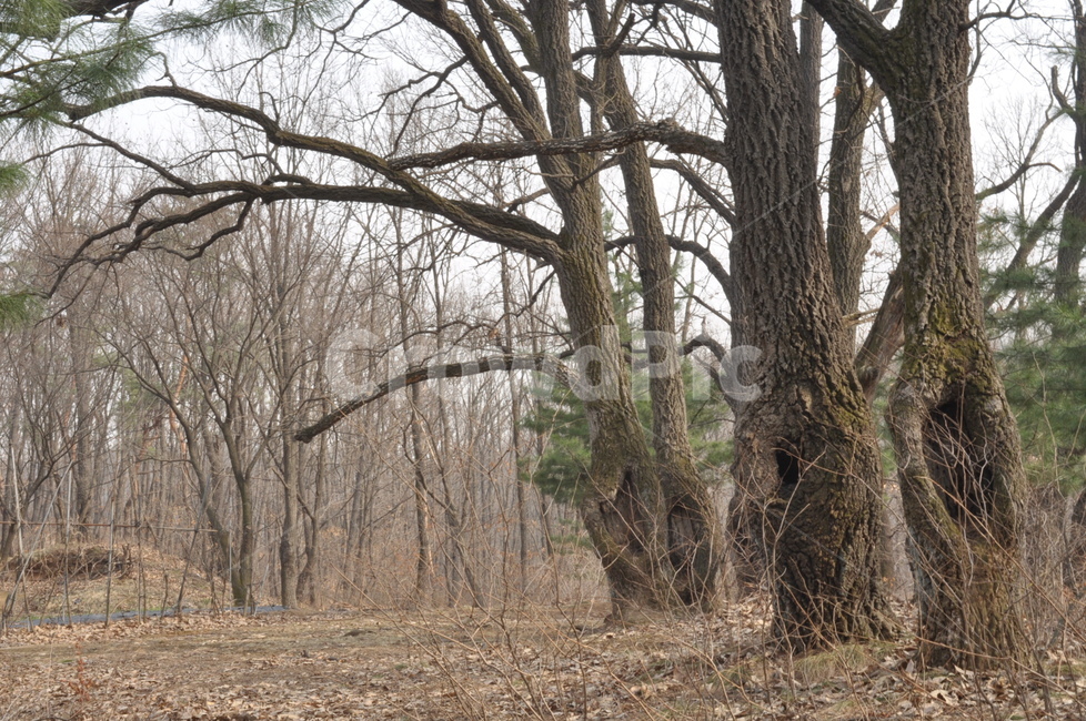겨울,풍경,나무,자연,겨울풍경,자연,풍경,nature,landscape,tree,tree trunk,나무 줄기,plant,식물