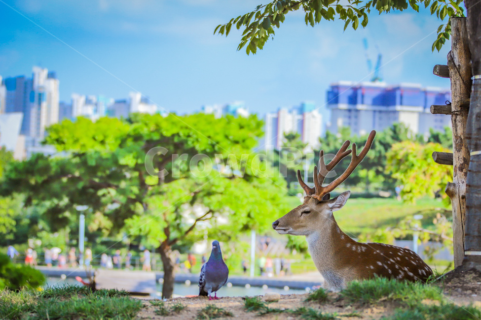 동물,사슴,밤비,공원,꽃사슴,자연,힐링,동물,animal,포유류,mammal