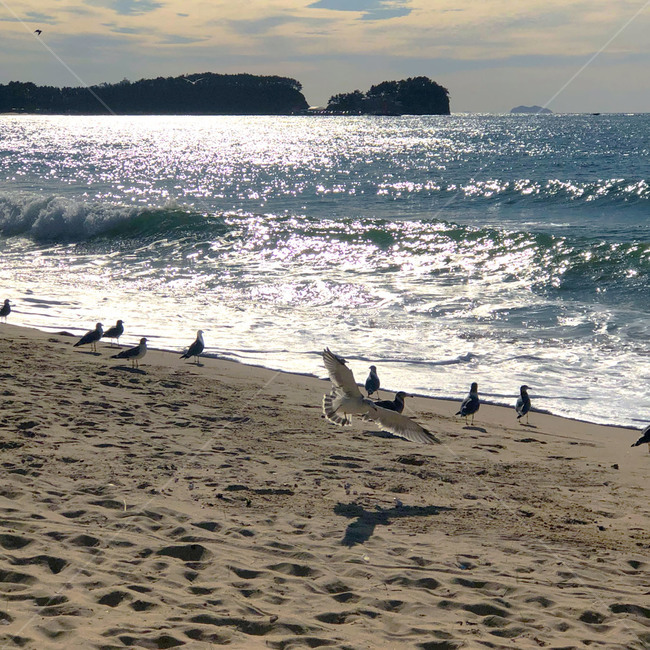 파도,하늘,구름,자연,물,해안선,outdoors,nature,sea,ocean,sky,water,푸른,시원한,바다,새,동물,bird,자연,풍경,nature,landscape,해변,바다,beach,sea,동물,animal,조류,새,birds,옥외,대양