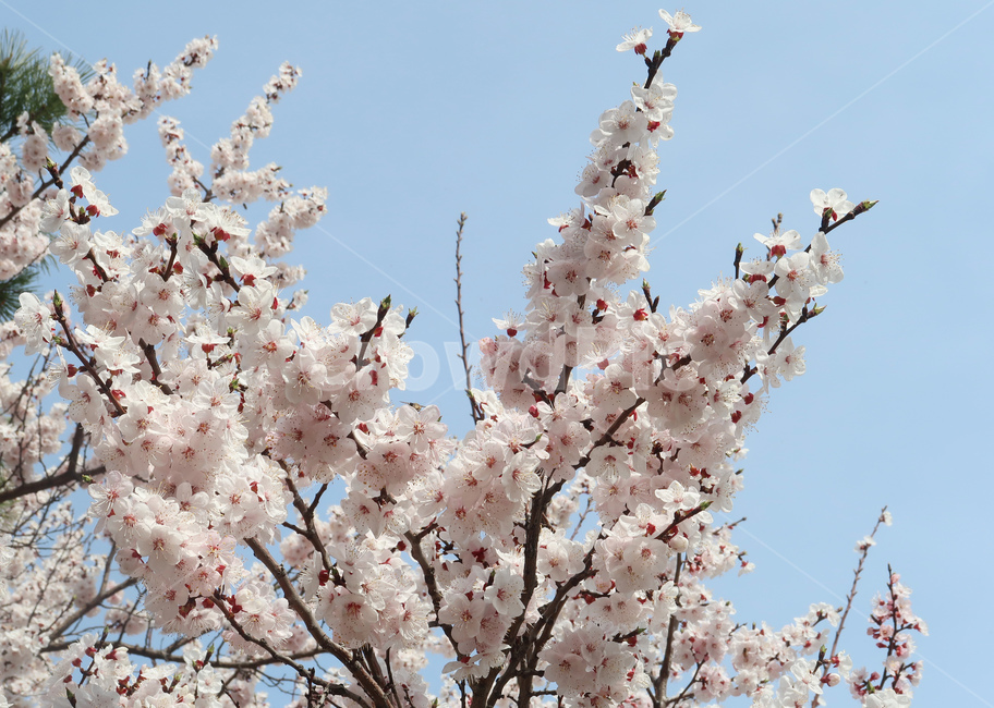 봄,벚꽃,꽃,spring,cherryblossom,꽃송이,flower,분홍,핑크,나무,벚나무,봄,계절,spring,season,식물,자연,plants,nature,꽃,flower,plant,blossom