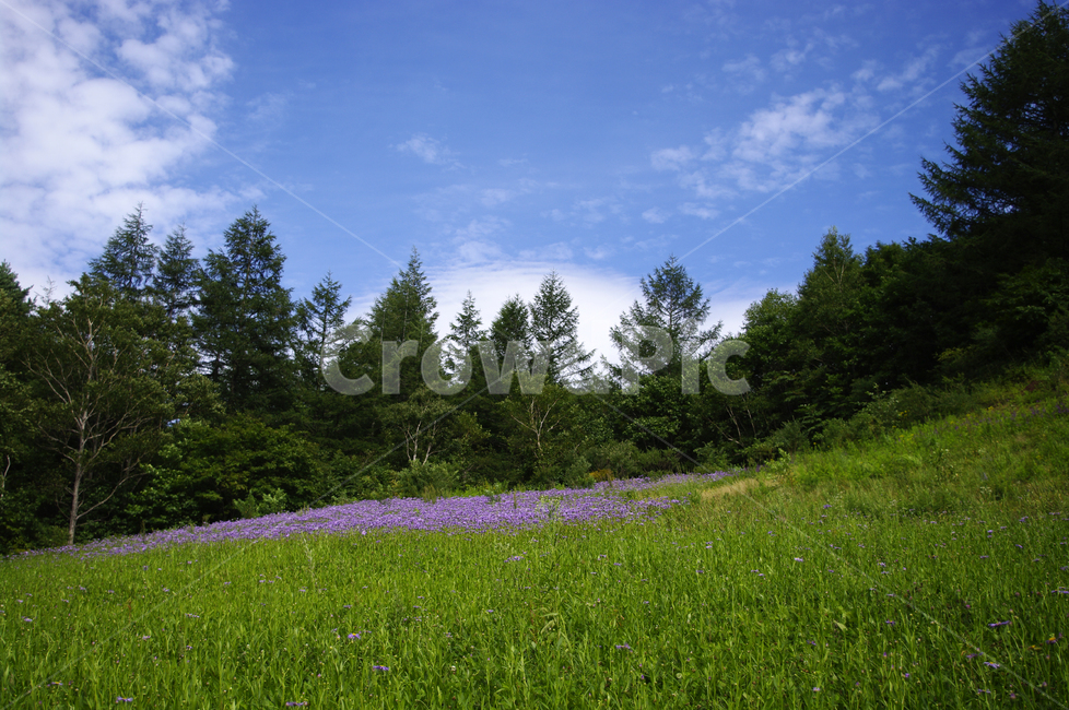 풍경,하늘,꽃밭,나무,고원,식물,자연,풍경,nature,landscape,field,들,grassland,목초지,outdoors,옥외,farm,농장,rural,농촌,meadow