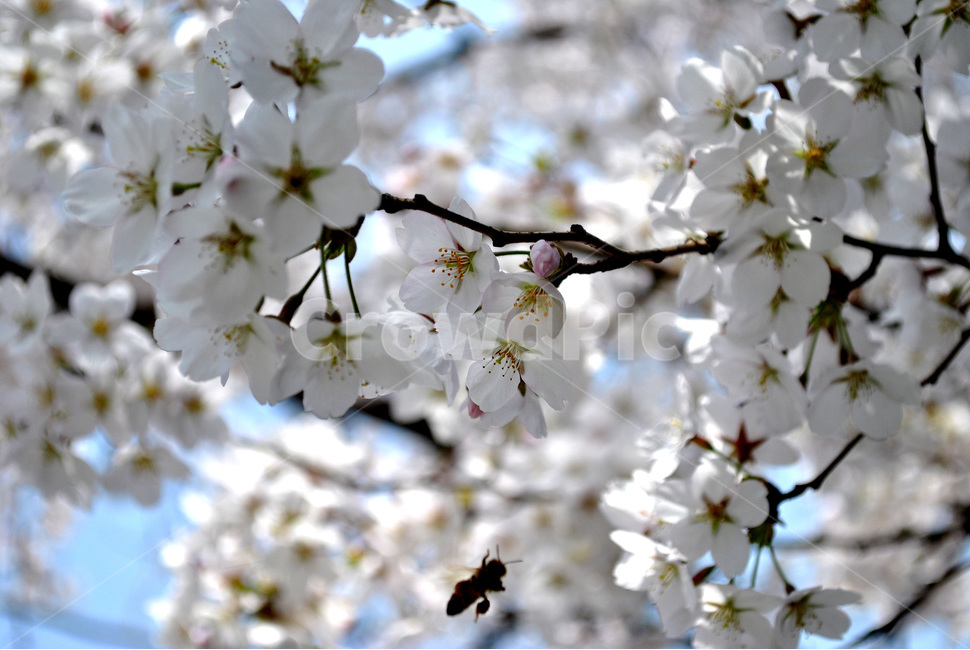 벚꽃,나무,벌,아웃포커싱,아웃포커스,꽃,flower,plant,blossom,봄,계절,spring,season,식물