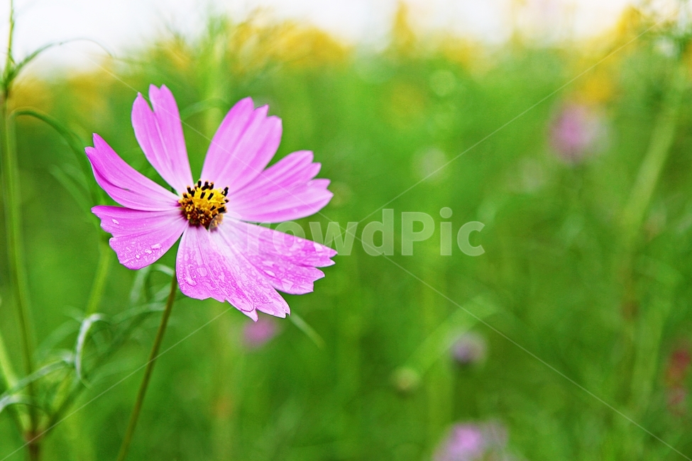 코스모스,꽃,꽃잎,가을,식물,자연,가을꽃,공원,가을,계절,fall,autumn,season,식물,자연,plants,nature,꽃,flower,plant
