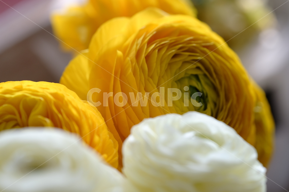 꽃,flower,아련,아늑,식물,자연,nature,축하,깨끗,향기,꽃,flower,기념일,축하,anniversary,congratulation,celebrate,celebration