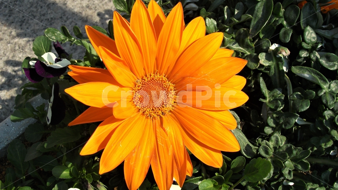 꽃,자연,식물,꽃잎,암술,수술,봄,spring,nature,bloom,petal,floral,scent,beautiful,plant,flower,식물,자연,plants,nature,꽃,flower