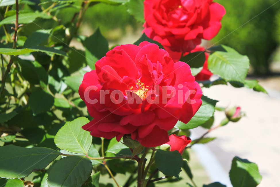장미,여름,자연,꽃,로즈,색감,green,rose