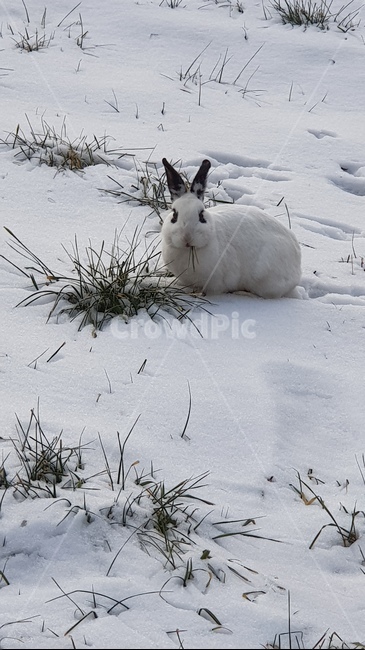 토끼,야생토끼,동물,귀여운동물,먹이먹는토끼,겨울,계절,winter,season,동물,animal,포유류,mammal