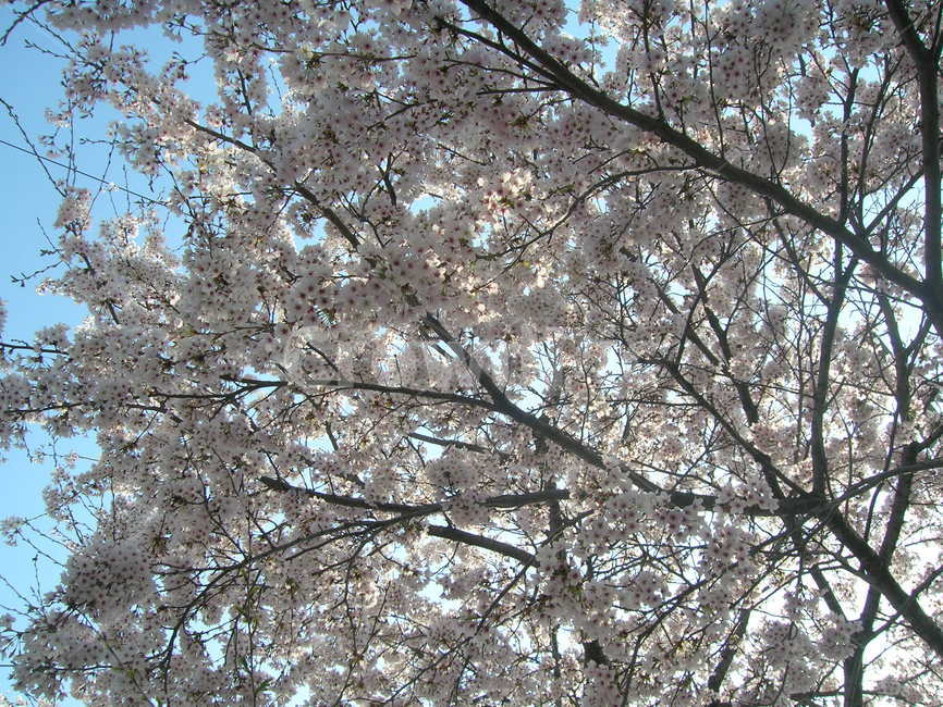 벚꽃,진해군항제,식물,나무,봄,봄,계절,spring,season,자연,풍경,nature,landscape,plant,flower,꽃,blossom,cherry blossom