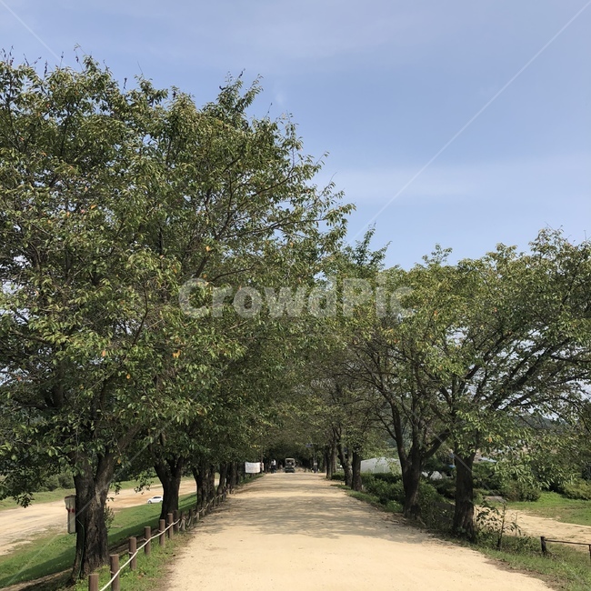 가로수,산책,힐링,여름,나무,자연,풍경,nature,landscape,tree,plant,식물,tree trunk,나무 줄기