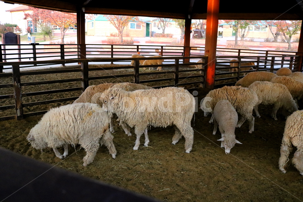 양,동물,포유류,초식동물,자연,목장,안성팜랜드,동물농장,동물,animal,포유류,mammal