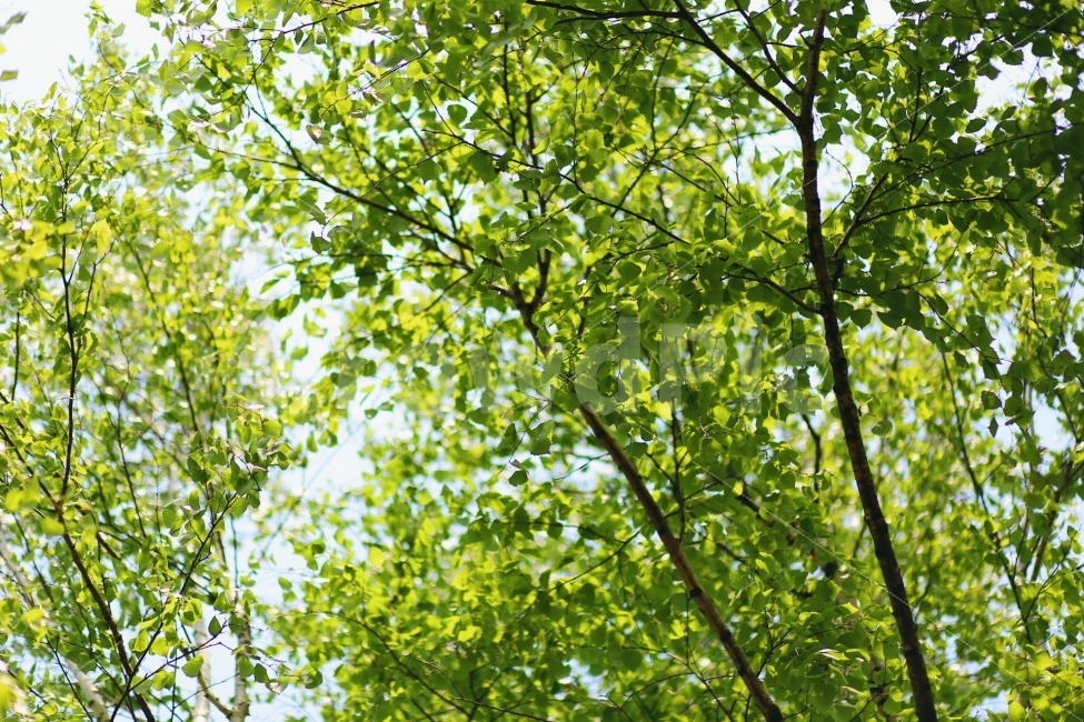 여름,자연,숲,나무,하늘,식물,자연,plants,nature,나무,trees,wood,휴식,힐링,rest,relaxation,healing