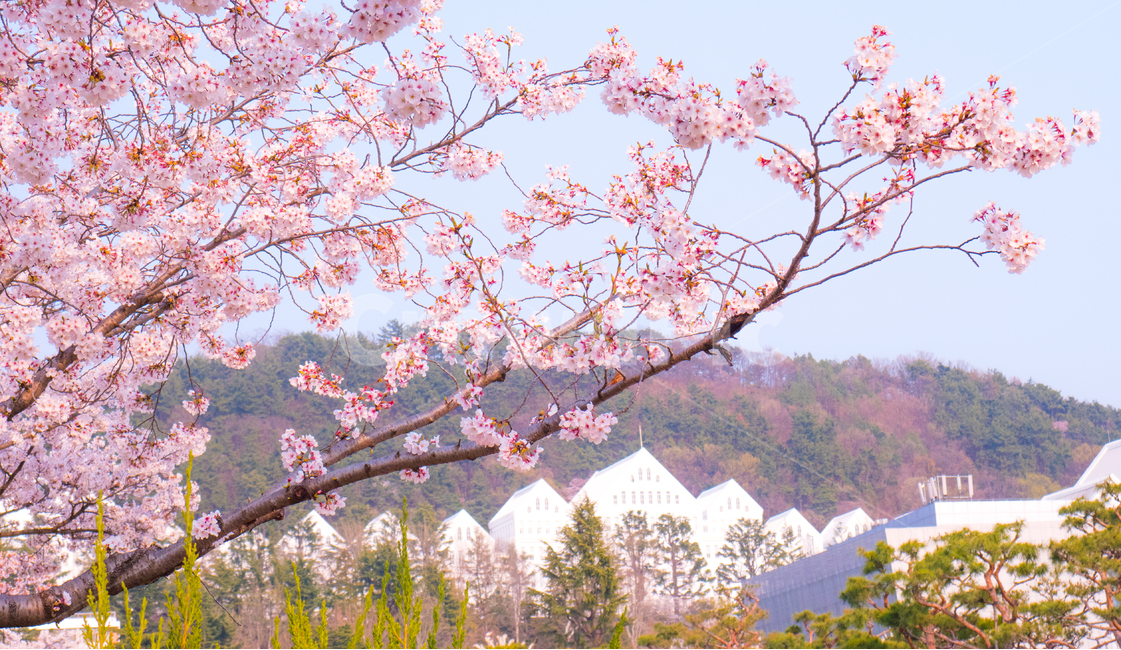 plant,식물,blossom,flower,꽃,벗꽃,cherryblossom,나무,wood,봄
