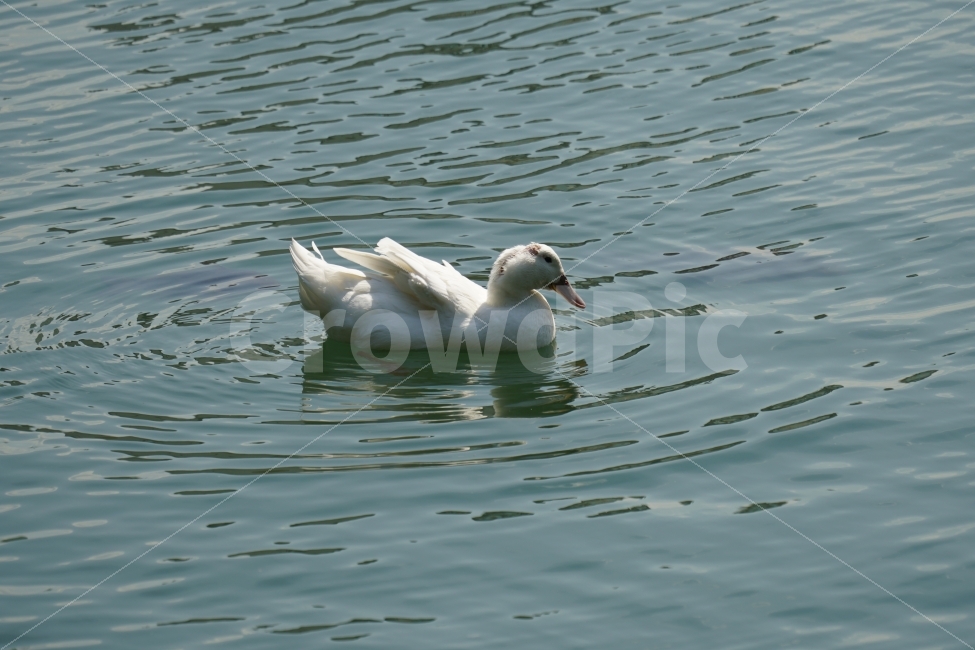 오리,백조,새,조류,동물,호수,강,자연,nature,bird,duck,lake,river,animal,헤엄,수영,swim,swan,감성,감성사진,스냅,스냅사진,snap,snapshot,풍경,landscape,고니,한국자연,korea,물결,석촌호수,서울,seoul,코리아,동물,animal,조류,새,birds