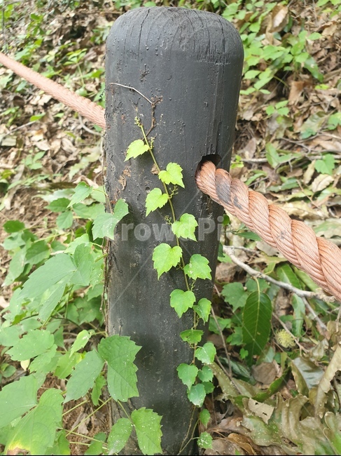 식물,plant,나무,덩쿨,초록,그린,신선함,자연