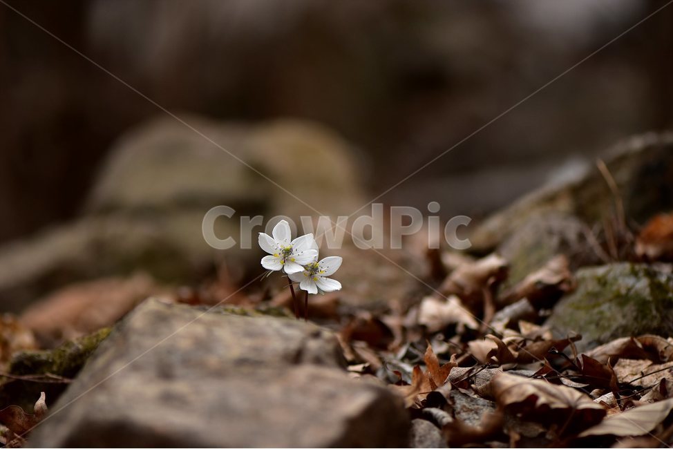 변산바람꽃,2018년,3월,야생화,꽃,생태,식물,자연,들꽃,산꽃,봄,감성,힐링,플라워,계절,시즌,wild,Flower,plants,nature,spring,season,배경,풀,초본,미나리아재비과,너도바람꽃속,flower,생태사진,봄꽃,자생지,경기도,식물,자연,plants,nature,꽃,flower
