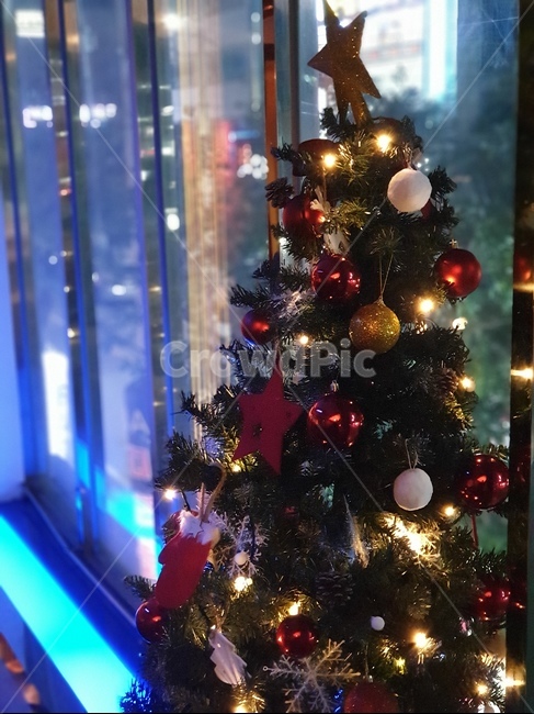 크리스마스,트리,겨울,성탄절,산타크로스,크리스마스트리,christmastree,tree,나무,ornament,장식,plant,식물,메리크리스마스,성탄절,merry christmas