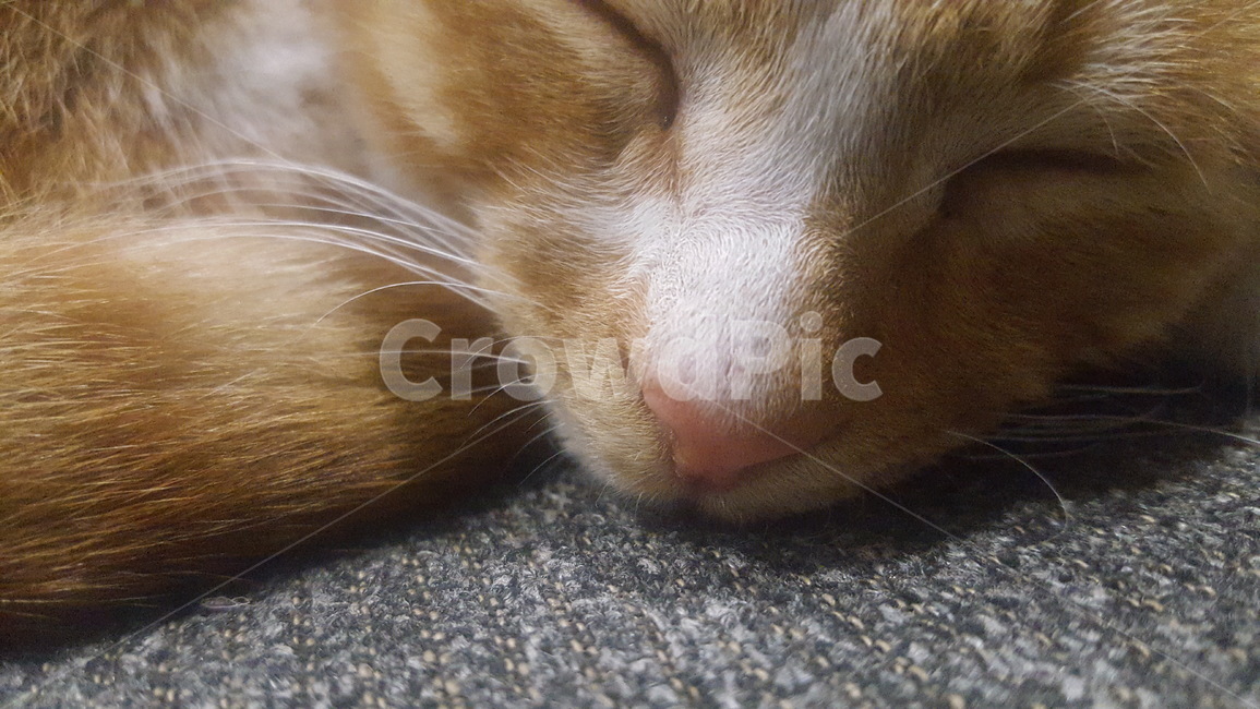 갈색고양이,고양이,길냥이,낮잠,근접샷,코,꼬리,귀여움,쿨쿨,수염