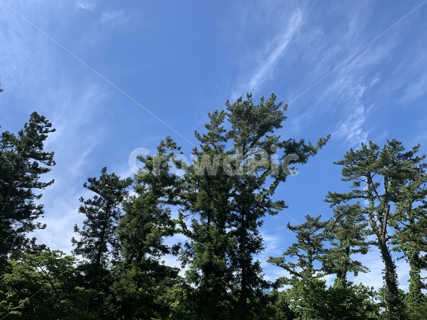 나무,tree,plant,식물,하늘,sky,자연,풍경,nature,landscape,나무,trees,wood,fir,전나무
