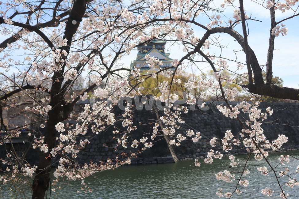 일본,오사카,오사카성,벚꽃,강,봄,계절,spring,season,랜드마크,landmark,tourist attraction,해외,외국,세계,foreign,oversea,world,세계랜드마크,해외랜드마크,외국랜드마크,world landmark,world tourist attraction,plant,식물,flower,꽃,cherry blossom,blossom