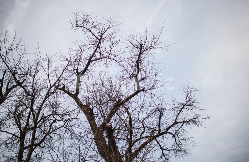 은행나무,겨울,나무,식물,하늘,석양,겨울,계절,winter,season,식물,자연,plants,nature,나무,trees,wood