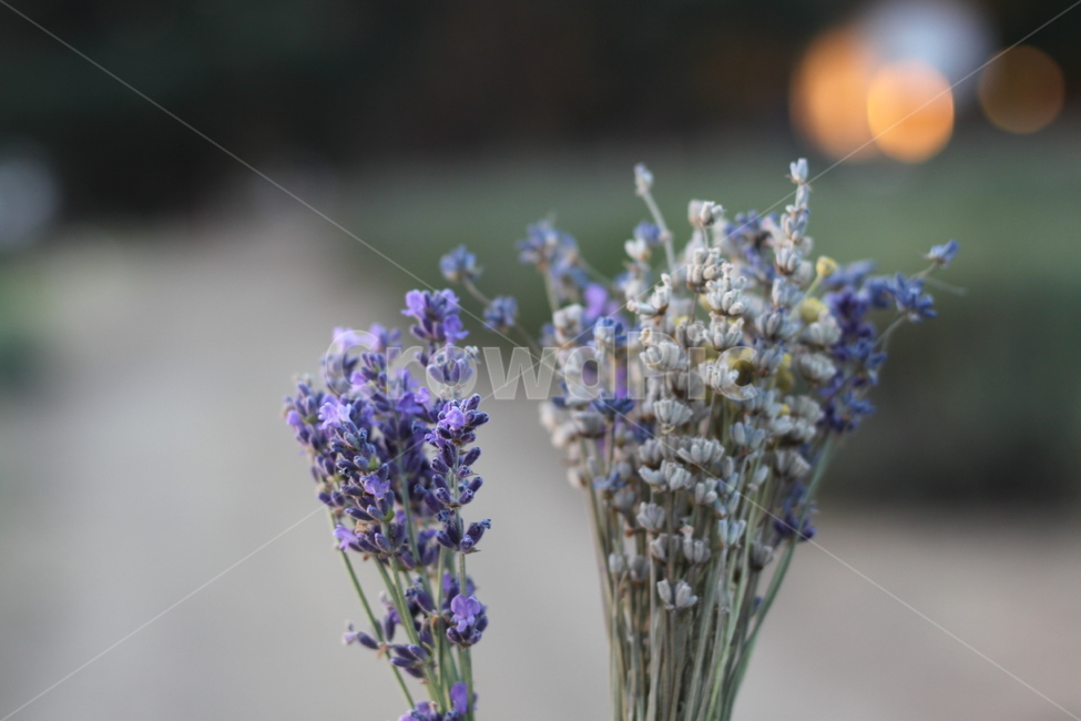 라벤더,lavender,꽃,허브,식물,식물,자연,plants,nature,꽃,flower