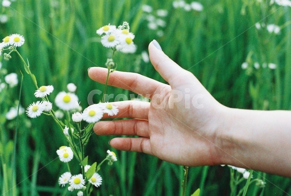 꽃,들꽃,봄,상쾌함,자연,손,초록,flower,nature,plant,감성,하얀,식물,자연,plants,nature,꽃,flower,사람,인물,인간,human,person,신체일부,몸,body,감성,sensible,feeling