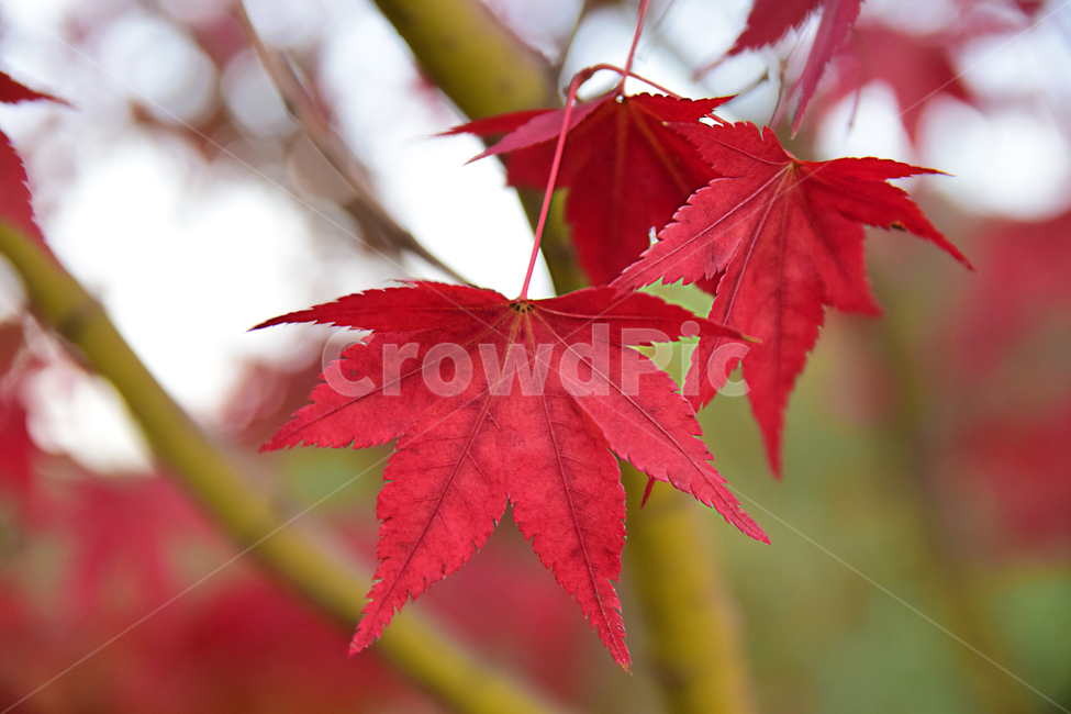 단풍,단풍나무,나뭇잎,적단풍,잎,가을,maple,leaf,leaves,autumn,단풍잎,가을,계절,fall,autumn,season,plant,식물,tree,나무