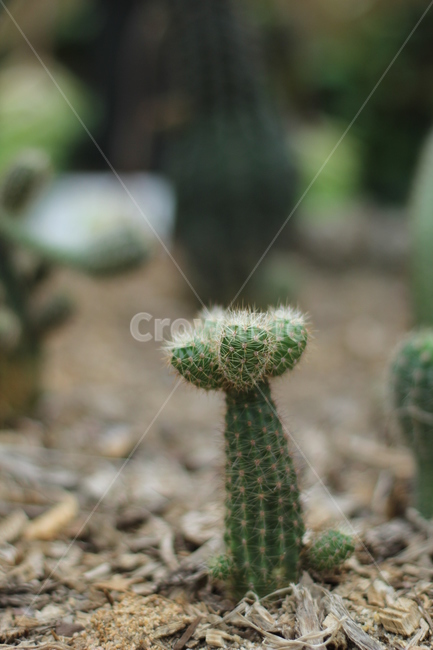 선인장,식물,화분,cactus,여름,자연,초록,green,녹색,가시,season,plants,초록색,트로피칼,썸머,summer,트로피컬