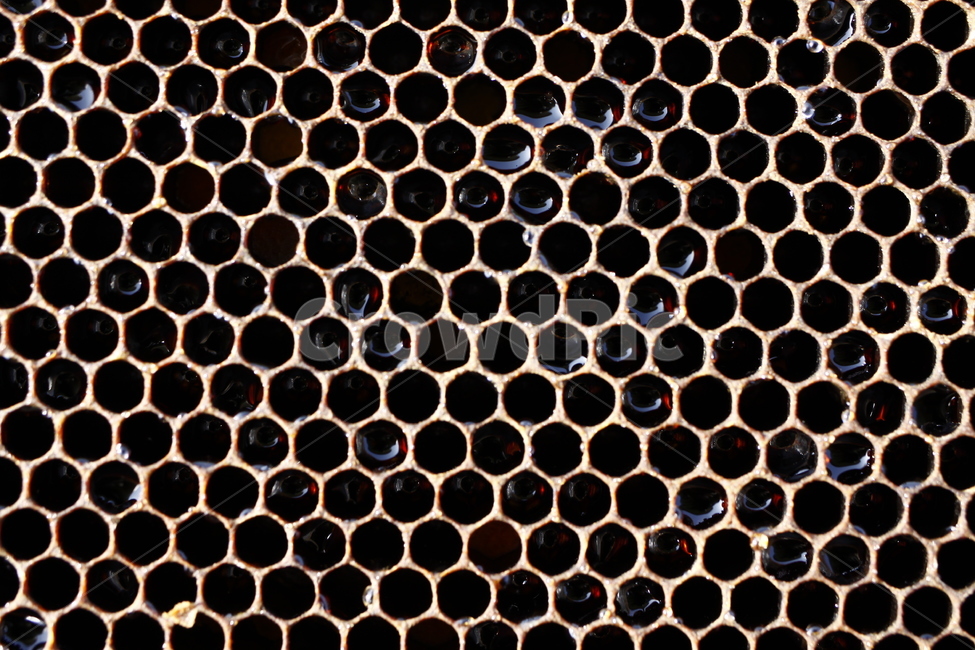 벌집,꿀,육각형,패턴,hive,텍스처,질감,패턴,texture,pattern