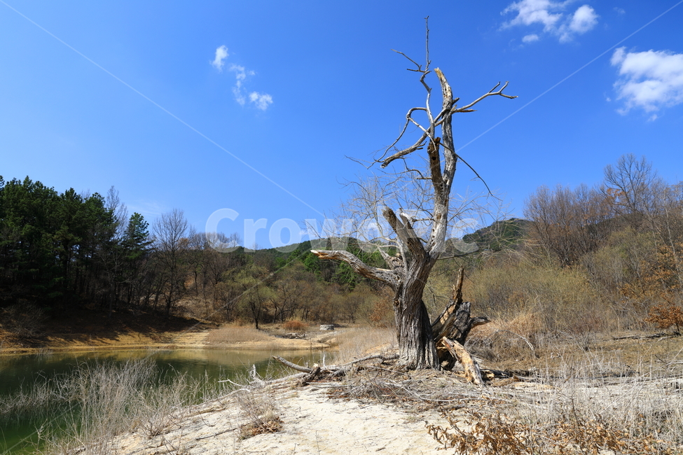 금강,하늘,자연,풍경,푸른,식물,자연,plants,nature,나무,trees,wood