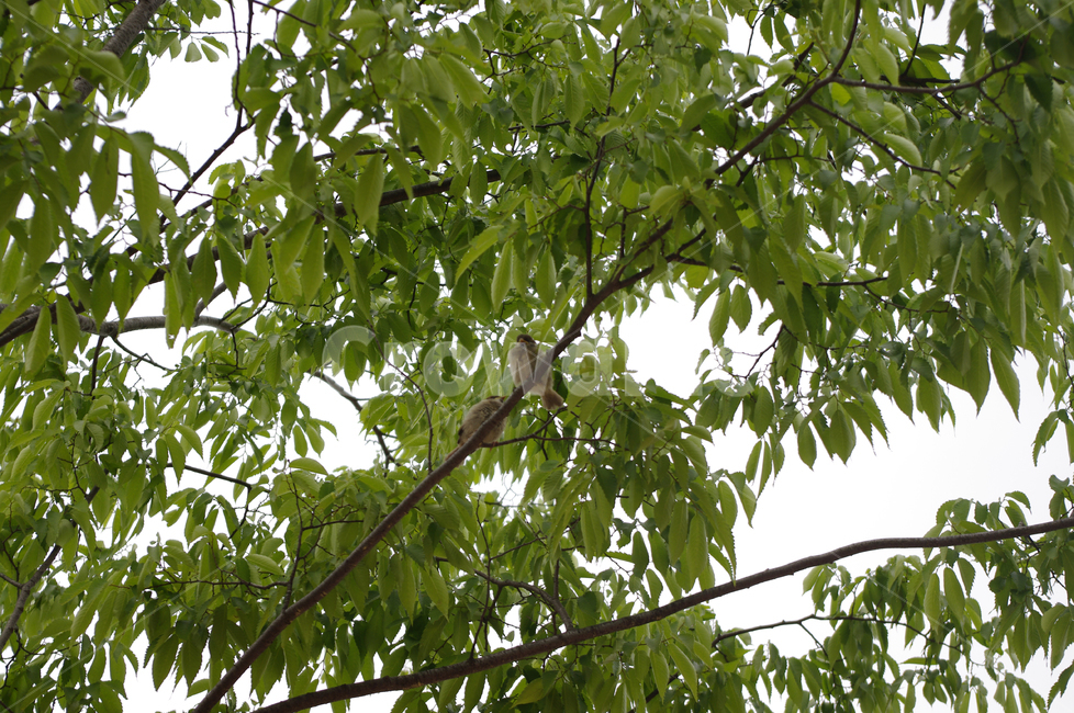 나무,잎,새,나뭇가지,조류,식물,동물,animal,조류,새,birds