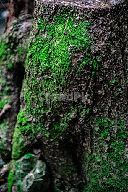 식물,tree,나무,나무줄기,자연,nature,이끼