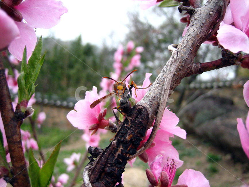 말벌,곤충,여름,벌,쌍살벌,야생곤충,자연,곤충,벌레,insect,bug