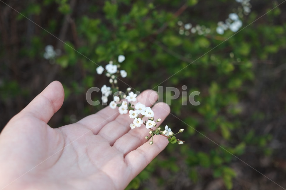 식물,봄,손가락,finger,빛,새싹,초록,grass,잔디,plant,꽃,작은꽃