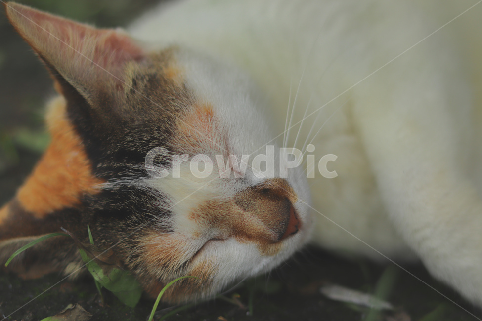 고양이,동물,길고양이,냐옹이,야옹이,잠,길거리,animal,straycat,kitty,street,동물,animal,포유류,mammal,고양이,cat,kitten,kitty