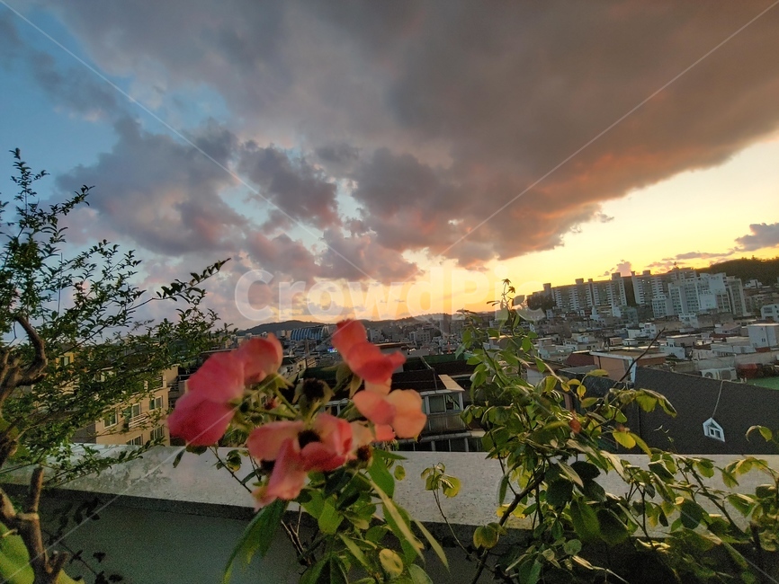 sky,city,구름,하늘,노을,식물,자연,plants,nature