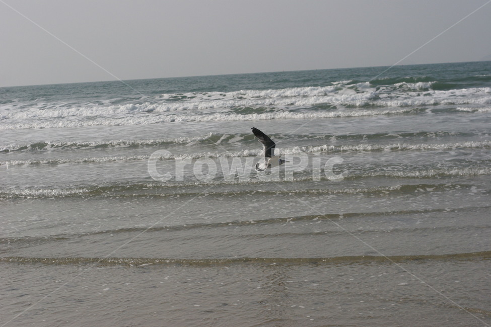 바다,바닷가,갈메기,풍경,자연,어촌,제부도,동물,animal,조류,새,birds