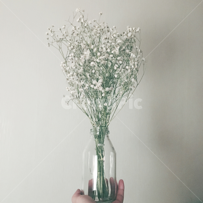 안개꽃,흰색,흰꽃,드라이플라워,꽃,흰안개꽃,유리병,화병,flower,식물,자연,plants,nature,꽃,flower