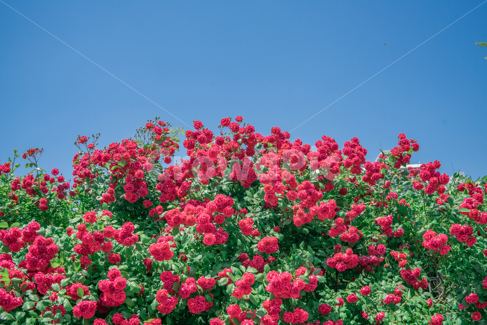 장미,하늘,분홍색,꽃잎,rose,싱그러운,식물,자연,plants,nature,꽃,flower