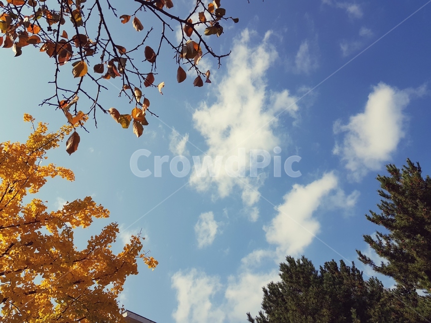 풍경,은행나무,하늘,소나무,가을,가을,계절,fall,autumn,season,tree,나무,plant,식물