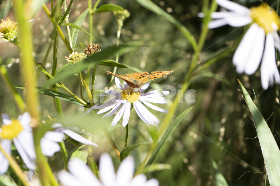 나비,호랑나비,날개짓,날갯짓,들꽃,가을,풀,자연,곤충,동물,animal,곤충,벌레,insect,bug