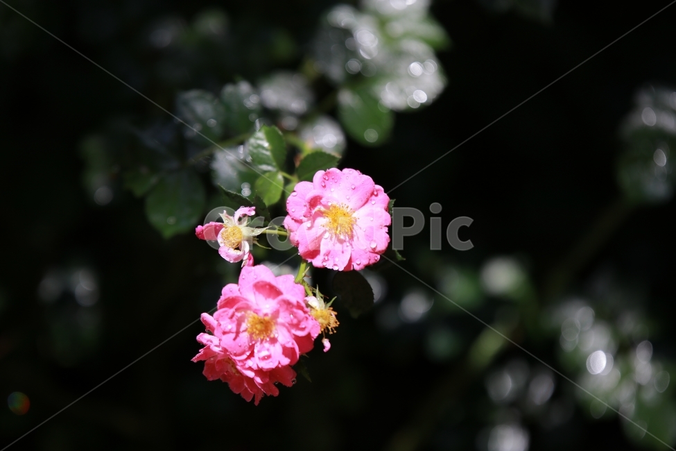 꽃,야생화,여름,장미,flower,식물,자연,plants,nature,꽃,flower