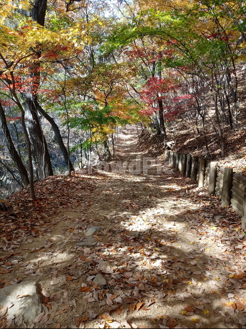 단풍,낙엽,바위,나무,물,자연,옥외,outdoors,road,nature,등산로,산책로,길,가을,풍경,바닥,treetrunk,leaf